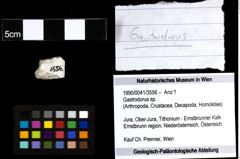 Foto (Objekt + Etiketten) von Gastrodorus sp. 